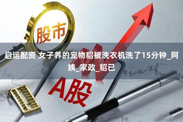 启运配资 女子养的宠物貂被洗衣机洗了15分钟_阿姨_家政_貂已
