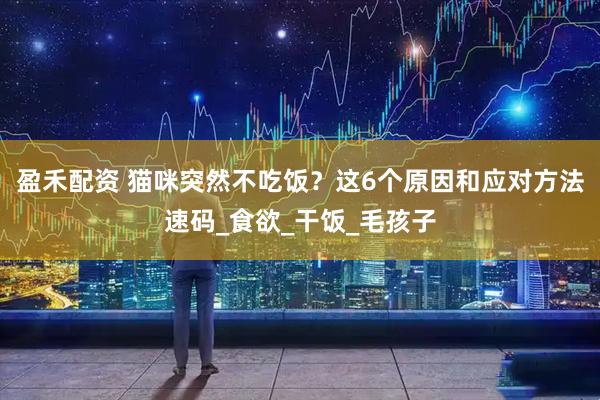 盈禾配资 猫咪突然不吃饭？这6个原因和应对方法速码_食欲_干饭_毛孩子