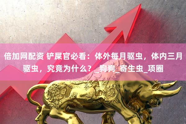 倍加网配资 铲屎官必看：体外每月驱虫，体内三月驱虫，究竟为什么？_狗狗_寄生虫_项圈